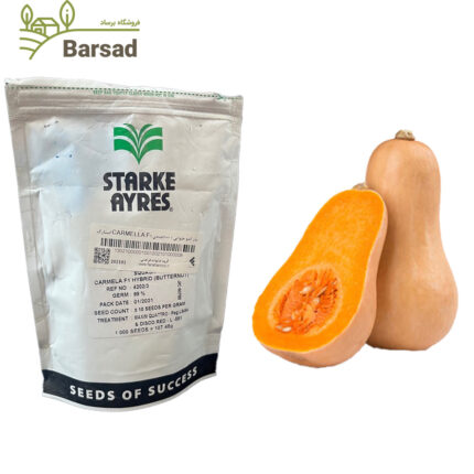 بذر کدو حلوایی نارنجی اصلاح شده فروش دانه ای| آموزش کاشت، خواص و نکات مراقبت