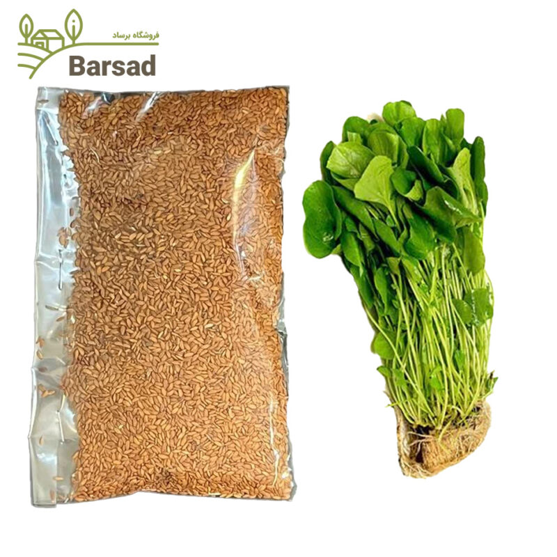 بذر شاهی