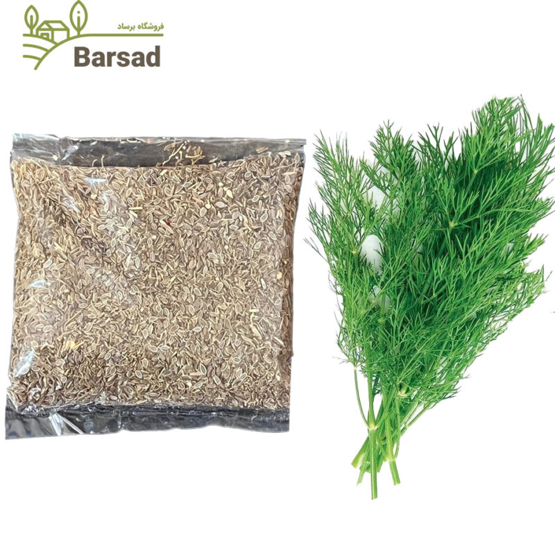 بذر شوید اصلاح شده