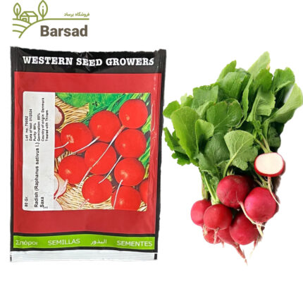 بذر تربچه ساکاوسترن سید اصلاح‌شده بسته 80 گرمی | رشد سریع، طعم عالی، عملکرد بالا