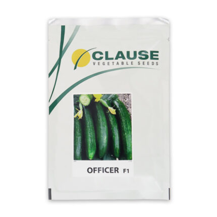 بذر خیار آفیسر F1 کلوز فرانسوی | بذر پربار کلوز مناسب کشت حرفه‌ای