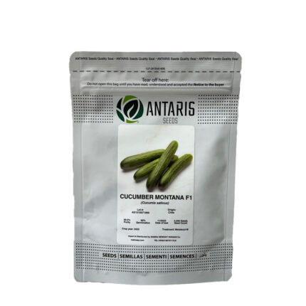 بذر خیار انتاریس مونتانا اسپانیا | بسته 2500 عددی برند Antares